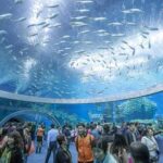 【世界一大きい水族館】面積20.7k㎡!?　ギネス認定の世界最大の水族館　【長隆海洋王国】